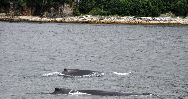 Observer les baleines en Polynésie française : le guide ultime